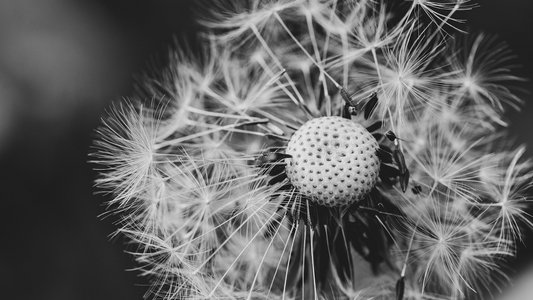 Foto einer Pusteblume in schwarz-weiß