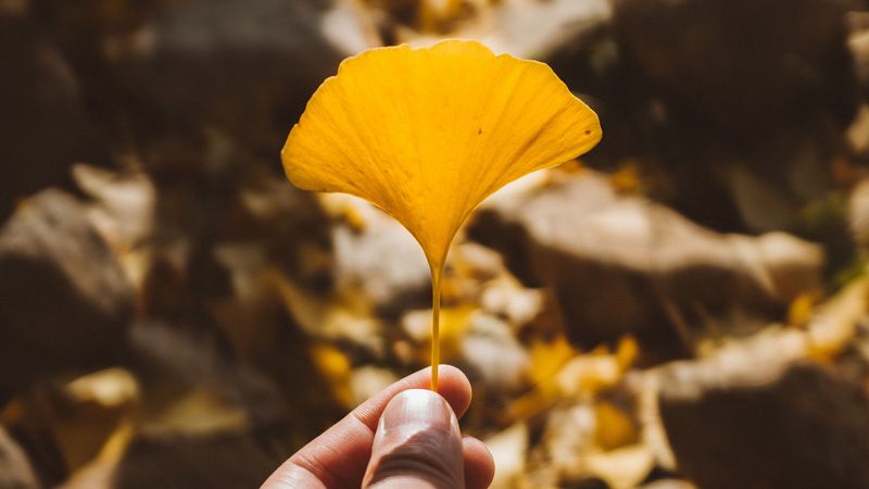 Gelbes Gingko-Blatt im Herbst